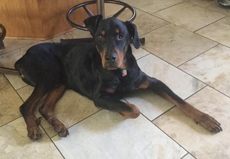 Great Dane-Rottweiler Mix Dogs for adoption in Minneapolis, MN, USA