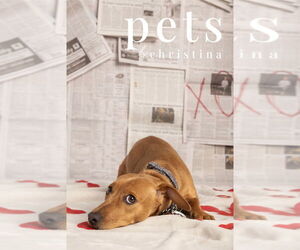 Dachshund-Unknown Mix Dogs for adoption in Foristell, MO, USA