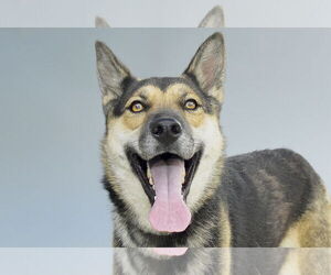 German Shepherd Dog Dogs for adoption in Pasadena, CA, USA
