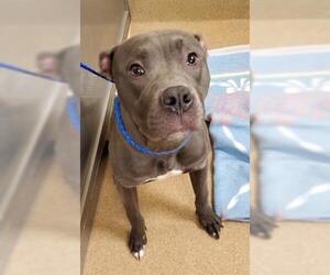 American Pit Bull Terrier Dogs for adoption in Crystal Lake , IL, USA
