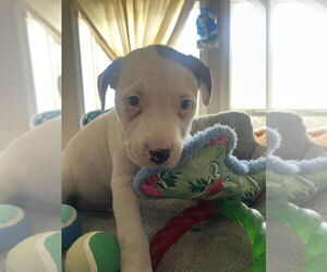Bulldog Dogs for adoption in Tarrytown, GA, USA