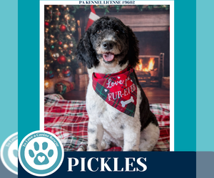 Mutt Dogs for adoption in Kimberton, PA, USA