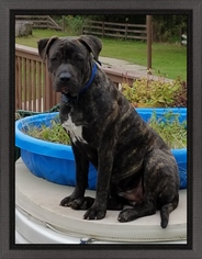 American Pit Bull Terrier-Unknown Mix Dogs for adoption in Montello, WI, USA