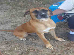 Medium Photo #1 Boxer Puppy For Sale in Green Cove Springs, FL, USA