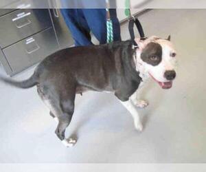 American Staffordshire Terrier Dogs for adoption in Santa Fe, NM, USA