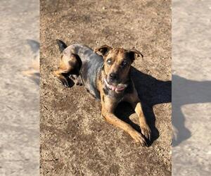 Catahoula Leopard Dog Dogs for adoption in Southampton, NY, USA