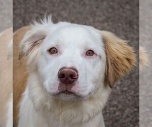 Great Pyrenees-Unknown Mix Dogs for adoption in Huntley, IL, USA