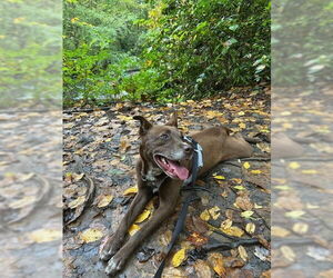Mutt Dogs for adoption in Candler, NC, USA