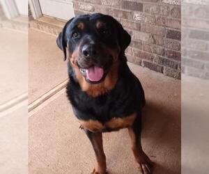Rottweiler Dogs for adoption in Decatur, GA, USA