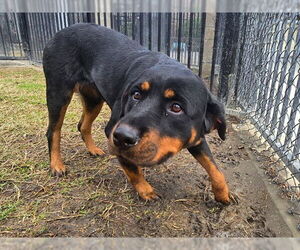 Rottweiler Dogs for adoption in Riverside, CA, USA