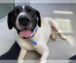 American Bulldog Dogs for adoption in Brighton, CO, USA