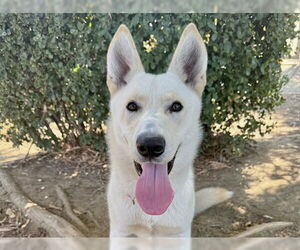 German Shepherd Dog-Unknown Mix Dogs for adoption in Martinez, CA, USA