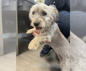 Mutt Dogs for adoption in Emmett, ID, USA