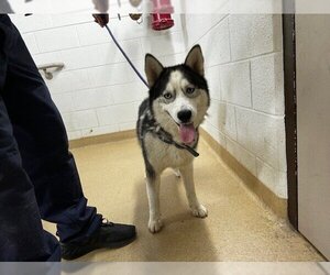 Siberian Husky Dogs for adoption in Derwood, MD, USA