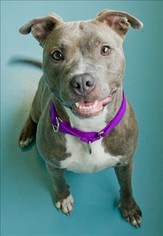 American Staffordshire Terrier-Unknown Mix Dogs for adoption in Portsmouth, VA, USA