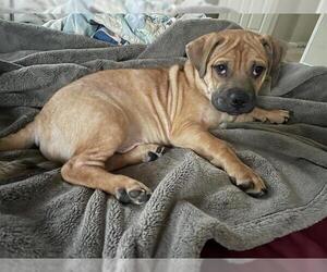 Pug-Unknown Mix Dogs for adoption in San Antonio, TX, USA