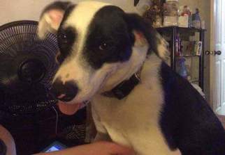 Border Collie Dogs for adoption in Hanover, PA, USA