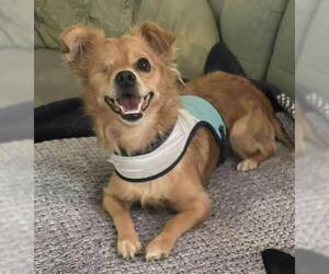 Chihuahua-Colonial Cocker Spaniel Mix Dogs for adoption in Oakley, CA, USA