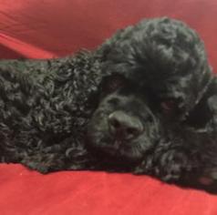 Cocker Spaniel Dogs for adoption in Cary, NC, USA