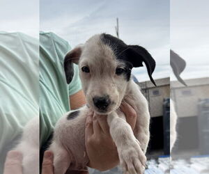 American Pit Bull Terrier-Unknown Mix Dogs for adoption in Bolivar, MO, USA