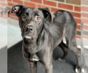 Labrador Retriever-Unknown Mix Dogs for adoption in Edmond, OK, USA