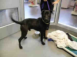 Labrador Retriever-Unknown Mix Dogs for adoption in Maumee, OH, USA