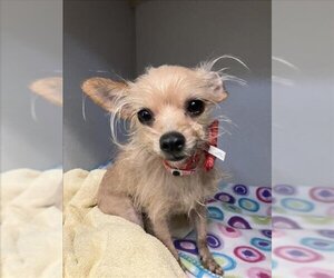 Chihuahua-Unknown Mix Dogs for adoption in Long Beach, CA, USA