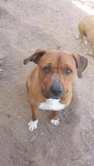 Boxer-Mastiff Mix Dogs for adoption in tucson, AZ, USA
