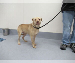 Chihuahua-Labrador Retriever Mix Dogs for adoption in Louisville, KY, USA