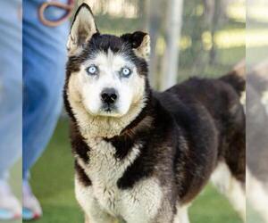 Siberian Husky Dogs for adoption in Camarillo, CA, USA
