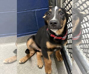 Labrador Retriever-Unknown Mix Dogs for adoption in Sterling, MA, USA