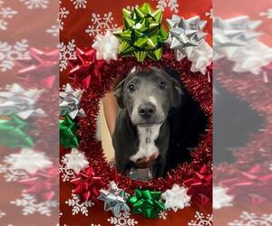 Labrador Retriever Dogs for adoption in Rosenberg, TX, USA