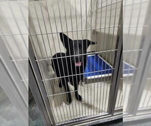 Labrador Retriever-Unknown Mix Dogs for adoption in Bakersfield, CA, USA