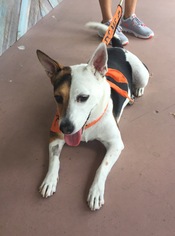 Jack-A-Bee Dogs for adoption in Pompano Beach , FL, USA