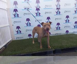 American Pit Bull Terrier-Unknown Mix Dogs for adoption in Orlando, FL, USA