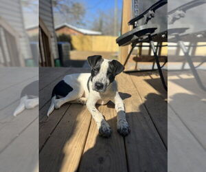 Medium Photo #6 German Shorthaired Lab Puppy For Sale in Raleigh, NC, USA