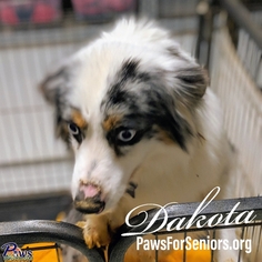 Australian Shepherd Dogs for adoption in Bealeton, VA, USA