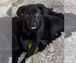 Aussiedor Dogs for adoption in Dana Point, CA, USA