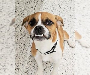 Boxer-Unknown Mix Dogs for adoption in Canfield, OH, USA