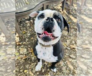American Bulldog Dogs for adoption in Santa Barbara, CA, USA