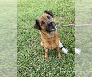 Shepradors Dogs for adoption in Vero Beach, FL, USA