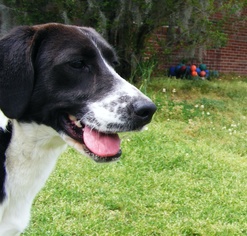 English Springer Spaniel-Unknown Mix Dogs for adoption in New Bern, NC, USA