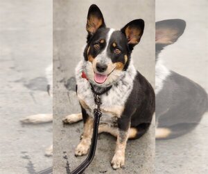 Mutt Dogs for adoption in Gretna, NE, USA
