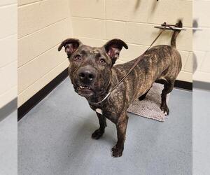 Mutt Dogs for adoption in Denver, CO, USA