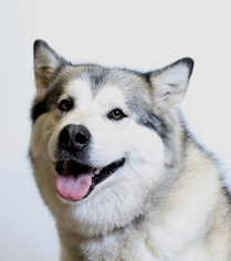 Alaskan Malamute Dogs for adoption in Truckee, CA, USA
