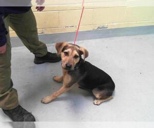 Labrador Retriever-Unknown Mix Dogs for adoption in Tulsa, OK, USA