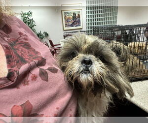 Shih Tzu-Unknown Mix Dogs for adoption in Holly Springs, NC, USA