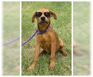 Rhodesian Ridgeback-Unknown Mix Dogs for adoption in Pleasanton, TX, USA