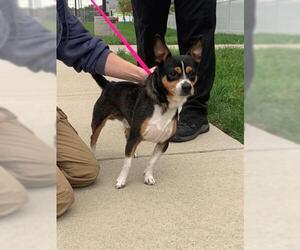 Chihuahua Dogs for adoption in Louisville, KY, USA