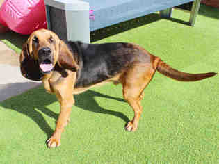 Bloodhound Dogs for adoption in Raleigh, NC, USA